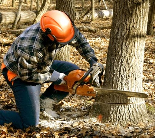 Tree Removal in Forest Hill, LA
